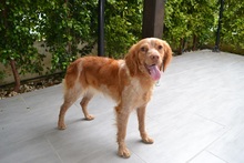THELMA, Hund, Bretonischer Vorstehhund in Italien - Bild 2