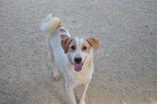 FLOYD, Hund, Mischlingshund in Italien - Bild 1