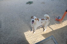 FLOYD, Hund, Mischlingshund in Italien - Bild 2