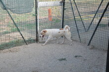 FLOYD, Hund, Mischlingshund in Italien - Bild 3