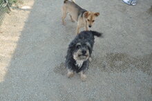 ZAK, Hund, Mischlingshund in Italien - Bild 2
