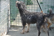 ZAK, Hund, Mischlingshund in Italien - Bild 3