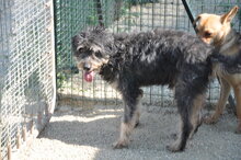 ZAK, Hund, Mischlingshund in Italien - Bild 4