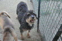 ZAK, Hund, Mischlingshund in Italien - Bild 5