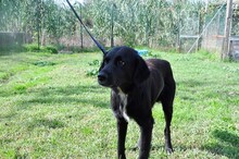 BRANDO, Hund, Labrador-Mix in Italien - Bild 2