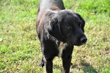 BRANDO, Hund, Labrador-Mix in Italien - Bild 4