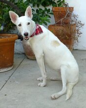 SCHNEEWITTCHEN, Hund, Mischlingshund in Spanien - Bild 7