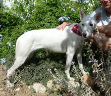 SCHNEEWITTCHEN, Hund, Mischlingshund in Spanien - Bild 8