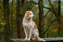 LUPO, Hund, Mischlingshund in Gefrees - Bild 2