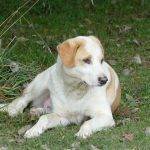 LUPO, Hund, Mischlingshund in Gefrees - Bild 4