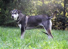 NATAL, Hund, Mischlingshund in Trier - Bild 1