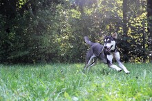 NATAL, Hund, Mischlingshund in Trier - Bild 2