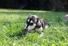 NATAL, Hund, Mischlingshund in Trier - Bild 3