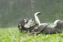 NATAL, Hund, Mischlingshund in Trier - Bild 5