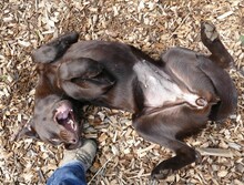 DEBBIE, Hund, Labrador Retriever in Gefrees - Bild 2