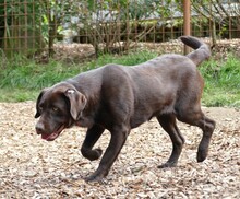 DEBBIE, Hund, Labrador Retriever in Gefrees - Bild 3