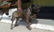 SAMO, Hund, Mischlingshund in Slowakische Republik - Bild 2