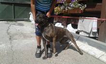 SAMO, Hund, Mischlingshund in Slowakische Republik - Bild 3