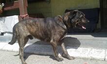 SAMO, Hund, Mischlingshund in Slowakische Republik - Bild 5