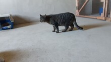 SETTI, Katze, Hauskatze in Merzen - Bild 2