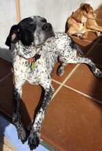 LOLA, Hund, Deutsch Kurzhaar-Mix in Spanien - Bild 2