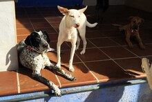 LOLA, Hund, Deutsch Kurzhaar-Mix in Spanien - Bild 3