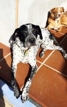 LOLA, Hund, Deutsch Kurzhaar-Mix in Spanien - Bild 6