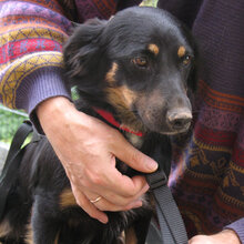 BRETONA, Hund, Mischlingshund in Geisenheim - Bild 5