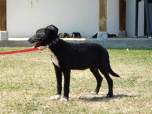 DANKA, Hund, Mischlingshund in Bosnien und Herzegowina - Bild 4