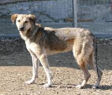SIMONA, Hund, Mischlingshund in Gefrees - Bild 4