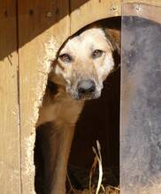 SIMONA, Hund, Mischlingshund in Gefrees - Bild 6