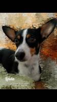 LINDA, Hund, Mischlingshund in Spanien - Bild 1