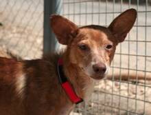 TOLA, Hund, Mischlingshund in Spanien - Bild 2