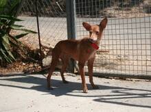 TOLA, Hund, Mischlingshund in Spanien - Bild 5