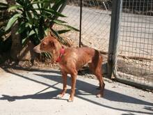 TOLA, Hund, Mischlingshund in Spanien - Bild 6