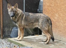 PHILIP, Hund, Deutscher Schäferhund in Gefrees - Bild 2