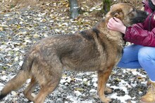 PHILIP, Hund, Deutscher Schäferhund in Gefrees - Bild 5
