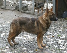 PHILIP, Hund, Deutscher Schäferhund in Gefrees - Bild 6