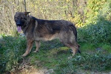 PHILIP, Hund, Deutscher Schäferhund in Gefrees - Bild 9