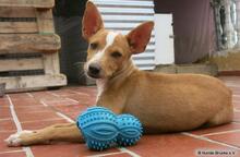 RITA, Hund, Podenco in Spanien - Bild 3