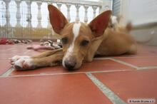 RITA, Hund, Podenco in Spanien - Bild 4