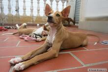 RITA, Hund, Podenco in Spanien - Bild 5