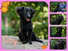 OZZY, Hund, Dackel-Mix in Slowakische Republik - Bild 1