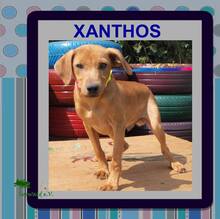 XANTHOS, Hund, Mischlingshund in Kroatien - Bild 5