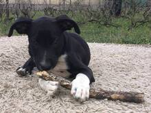 SPEEDY, Hund, Mischlingshund in Ungarn - Bild 6