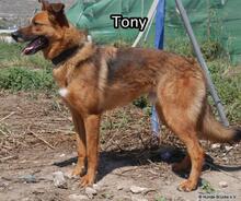 TONY, Hund, Deutscher Schäferhund-Mix in Spanien - Bild 3