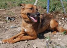 TONY, Hund, Deutscher Schäferhund-Mix in Spanien - Bild 7