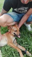 GINA, Hund, Mischlingshund in Spanien - Bild 2