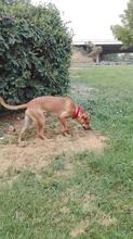 GINA, Hund, Mischlingshund in Spanien - Bild 4