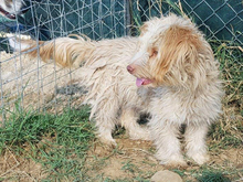 ZURI, Hund, Mischlingshund in Griechenland - Bild 1